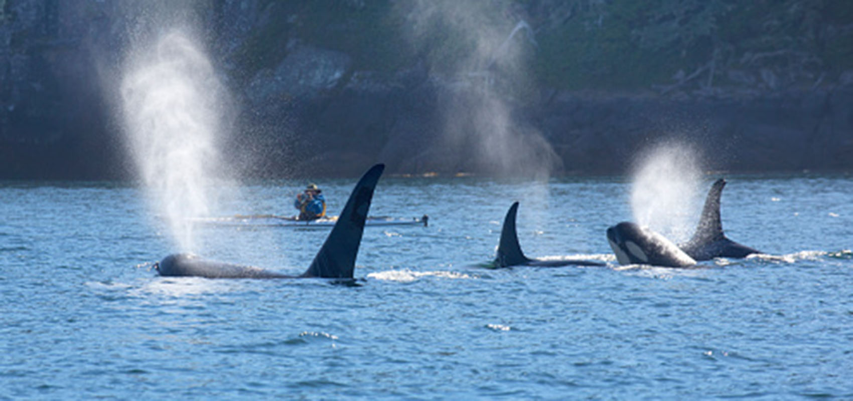 Man in kayak whale watching as four Orca whales swim by and breach the ocean surface