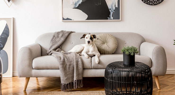 dog sitting on sofa