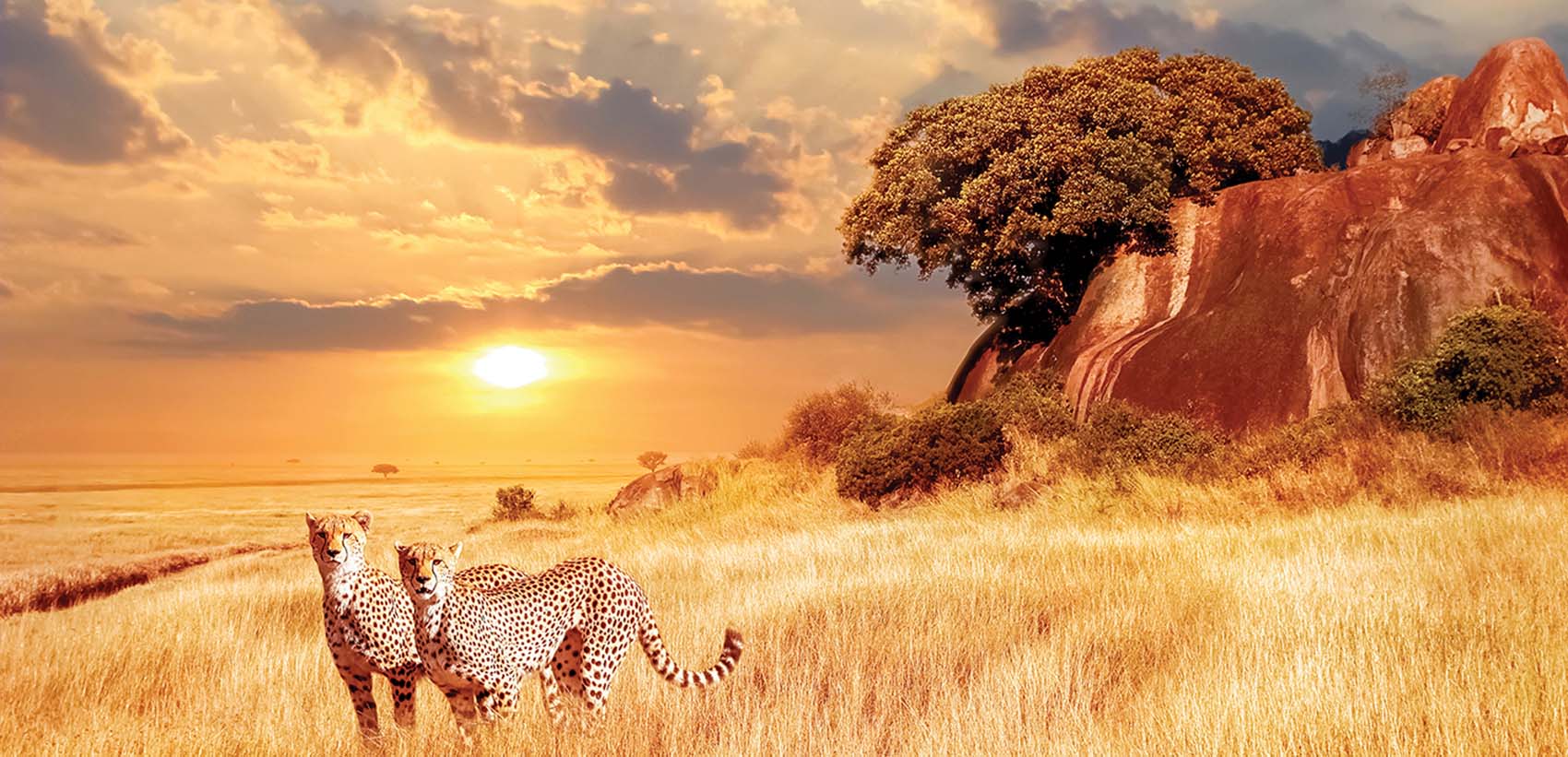 Safari in Tanzania